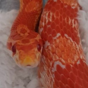 Meet your Posher, Leanne